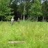 Make a Forest | global collaborative art project