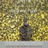 Chiang Mai | Thai Ink - Japanese Paper | printmaking exhibition