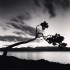 Kussharo Lake Tree, Study 8, Kotan, Hokkaido, Japan, 2008 © Michael Kenna