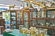 zoological-museum-of-the-university-of-chittagong-interior