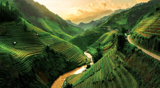 green rice terrace hills