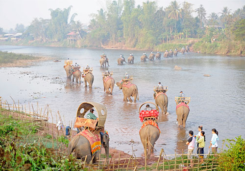 elephants-laos-2