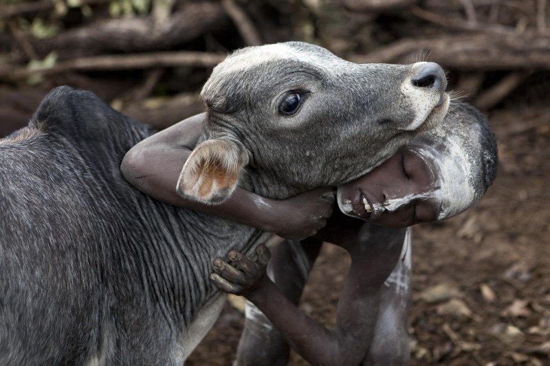 Suru boy with Zebu calf.